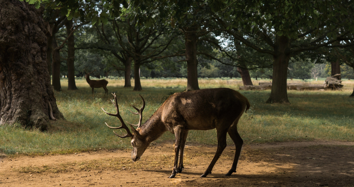 Exploring sexual activity in animals